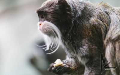 Kaiserschnurrbart-Tamarin