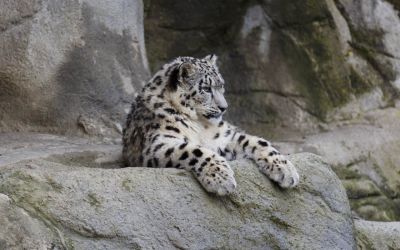 Schnee Leopard